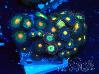 WYSIWYG - Zoanthus 14B2 Maricultuur Indo geacclimatiseerd onder LED