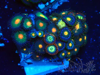 WYSIWYG - Zoanthus 14B2 Mariculture Indo acclimated under LED