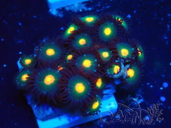 WYSIWYG - Zoanthus 14B3 Mariculture Indo Acclimaté sous led