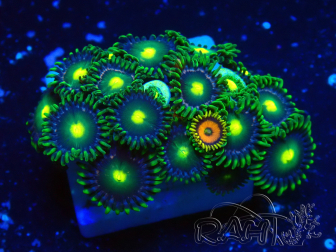 WYSIWYG - Zoanthus 14B4 Maricultura Indo aclimatada bajo LED