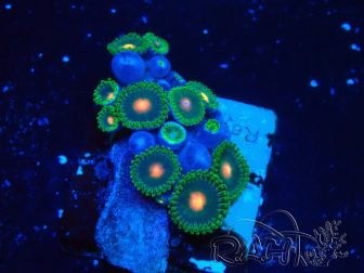 WYSIWYG - Zoanthus 14C2 Mariculture Indo Acclimaté sous led