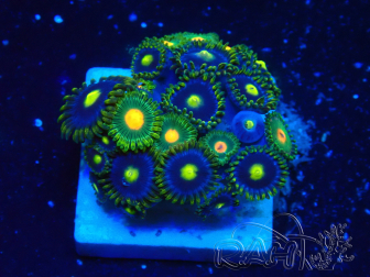 WYSIWYG - Zoanthus 14C4 Mariculture Indo Acclimaté sous led