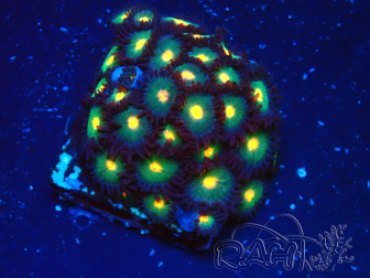 WYSIWYG - Zoanthus 14C5 Mariculture Indo Acclimaté sous led