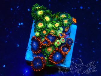 WYSIWYG - Zoanthus 14C6 Mariculture Indo acclimated under LED