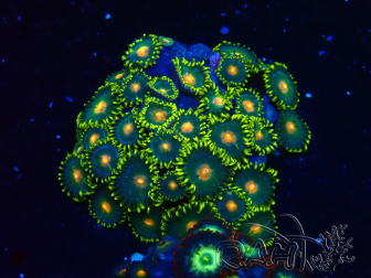 WYSIWYG - Zoanthus 14D1 Mariculture Indo Acclimaté sous led