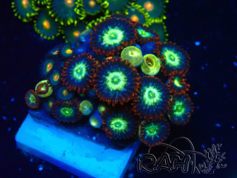 WYSIWYG - Zoanthus 14D2 Mariculture Indo acclimated under LED