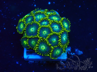 WYSIWYG - Zoanthus 14D3 Mariculture Indo Acclimaté sous led