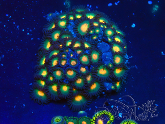 WYSIWYG - Zoanthus 14D4 Mariculture Indo Acclimaté sous led