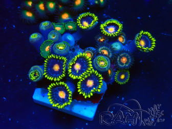 WYSIWYG - Zoanthus 14D5 Mariculture Indo Acclimaté sous led