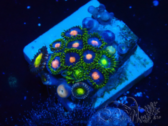 WYSIWYG - Zoanthus 14E3 Maricoltura Indo acclimatata sotto LED