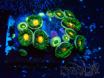 WYSIWYG - Zoanthus 14E4 Mariculture Indo Acclimaté sous led