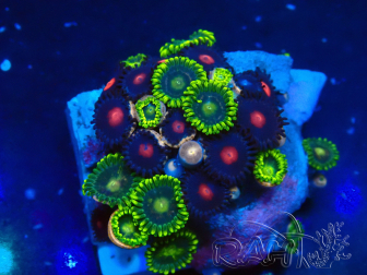 WYSIWYG - Zoanthus 14E6 Maricultuur Indo geacclimatiseerd onder LED