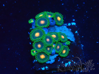 WYSIWYG - Zoanthus 14F1 Mariculture Indo acclimated under LED