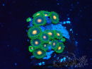 WYSIWYG - Zoanthus 14F1 Mariculture Indo Acclimaté sous led
