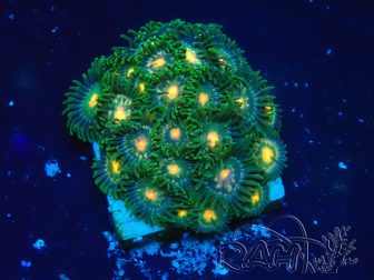 WYSIWYG - Zoanthus 14F3 Mariculture Indo Acclimaté sous led