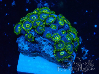 WYSIWYG - Zoanthus 14F4 Mariculture Indo Acclimaté sous led