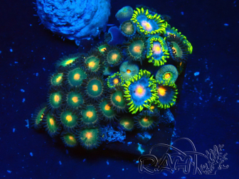 WYSIWYG - Zoanthus 14F5 Mariculture Indo Acclimaté sous led
