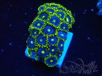 WYSIWYG - Zoanthus 14G1 Mariculture Indo Acclimaté sous led