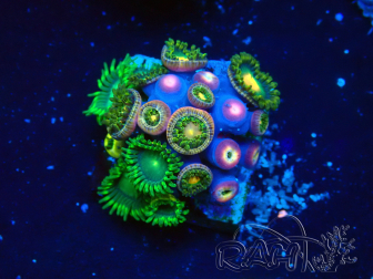 WYSIWYG - Zoanthus 14G3 Mariculture Indo Acclimaté sous led