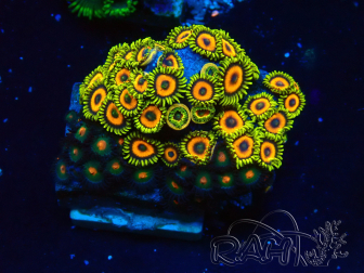 WYSIWYG - Zoanthus 14G4 Mariculture Indo Acclimaté sous led
