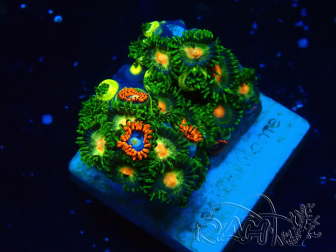 WYSIWYG - Zoanthus 14G5 Mariculture Indo acclimated under LED