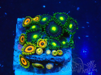 WYSIWYG - Zoanthus 14G6 Mariculture Indo Acclimaté sous led