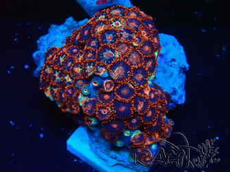 WYSIWYG - Zoanthus 14H1 Mariculture Indo Acclimaté sous led