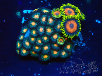WYSIWYG - Zoanthus 14H4 Mariculture Indo Acclimaté sous led