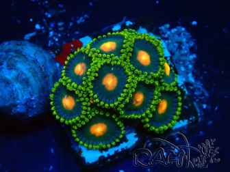 WYSIWYG - Zoanthus 14H5 Mariculture Indo Acclimaté sous led