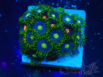 WYSIWYG - Zoanthus 14H6 Mariculture Indo Acclimaté sous led