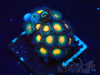 WYSIWYG - Zoanthus 14i1 Maricoltura Indo acclimatata sotto LED