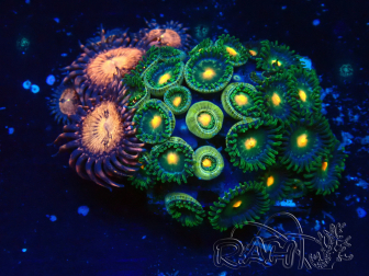 WYSIWYG - Zoanthus 14i5 Mariculture Indo Acclimaté sous led