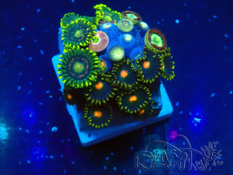 WYSIWYG - Zoanthus 14J6 Maricoltura Indo acclimatata sotto LED