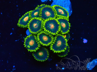 WYSIWYG - Zoanthus 14K2 Marikultur Indo unter LED akklimatisiert