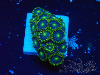 WYSIWYG - Zoanthus 14K3 Mariculture Indo acclimated under LED