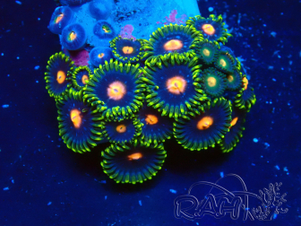 WYSIWYG - Zoanthus 14K5 Mariculture Indo Acclimaté sous led