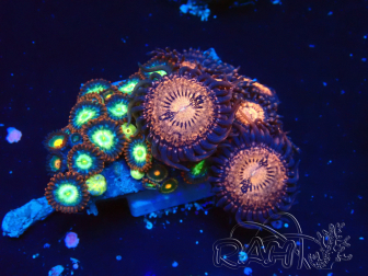 WYSIWYG - Zoanthus 14L2 Mariculture Indo Acclimaté sous led