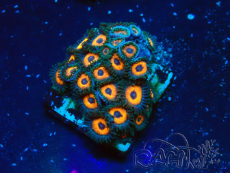 WYSIWYG - Zoanthus 14L6 Mariculture Indo Acclimaté sous led