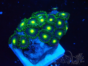 WYSIWYG - Zoanthus 14M1 Mariculture Indo acclimated under LED
