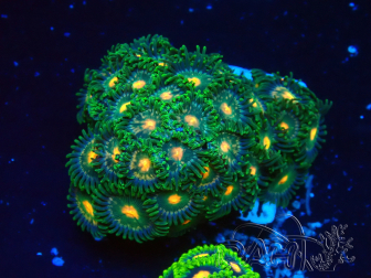WYSIWYG - Zoanthus 14M2 Marikultur Indo unter LED akklimatisiert
