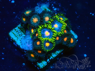 WYSIWYG - Zoanthus 14M5 Mariculture Indo Acclimaté sous led