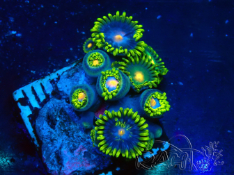 WYSIWYG - Zoanthus 14M6 Marikultur Indo unter LED akklimatisiert