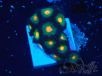 WYSIWYG - Zoanthus 14N3 Mariculture Indo Acclimaté sous led