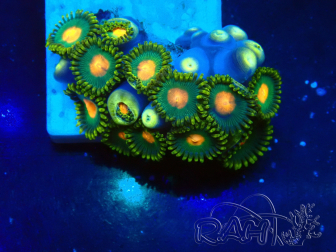 WYSIWYG - Zoanthus 14N6 Mariculture Indo Acclimaté sous led