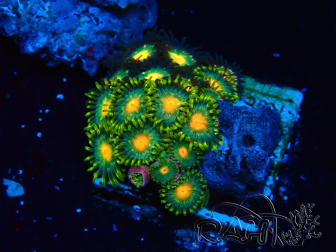 WYSIWYG - Zoanthus 14O1 Mariculture Indo Acclimaté sous led