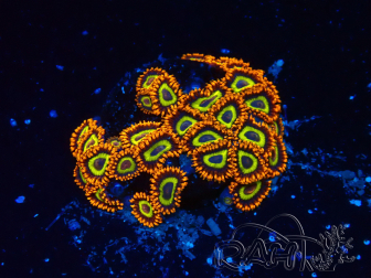 WYSIWYG - Zoanthus 14O2 Mariculture Indo Acclimaté sous led