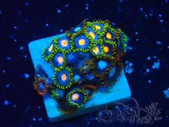 WYSIWYG - Zoanthus 14O4 Mariculture Indo acclimated under LED
