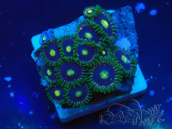WYSIWYG - Zoanthus 14O6 Mariculture Indo Acclimaté sous led