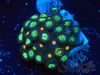 WYSIWYG - Zoanthus 14P2 Maricultura Indo aclimatada bajo LED