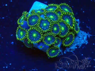 WYSIWYG - Zoanthus 14P3 Mariculture Indo acclimated under LED